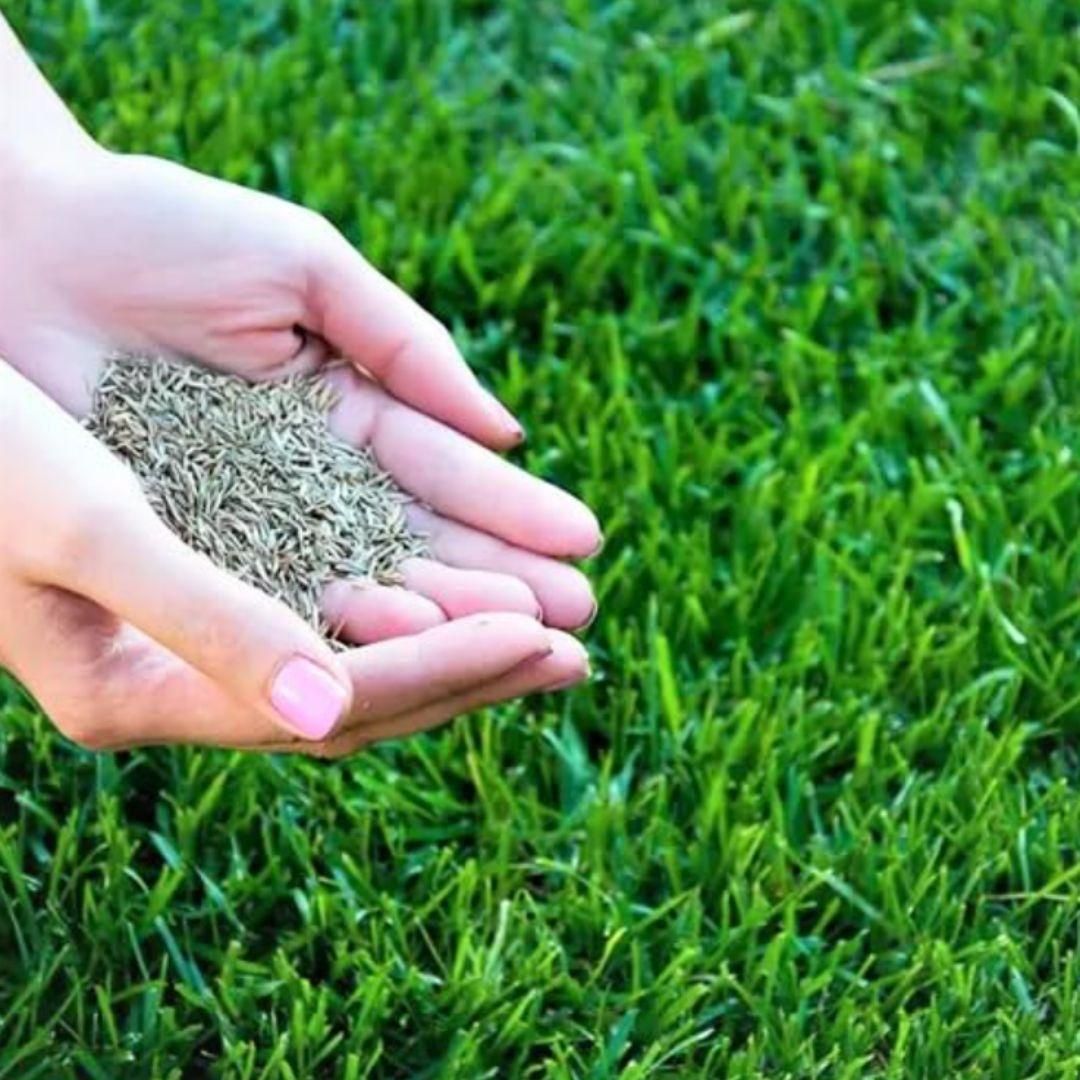 Grass Seeds Hybrid Best For Your Beautiful Home Gardening (100 seeds)